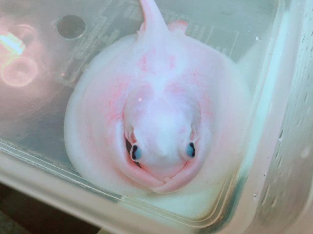 Albino Bat Ray 1.jpg