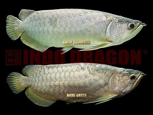 golden batik arowana