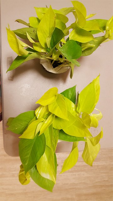 New Pothos.jpg