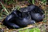 black pine snake.jpg