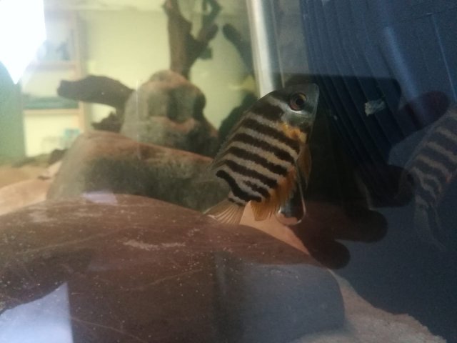 Heros severum baby.jpeg