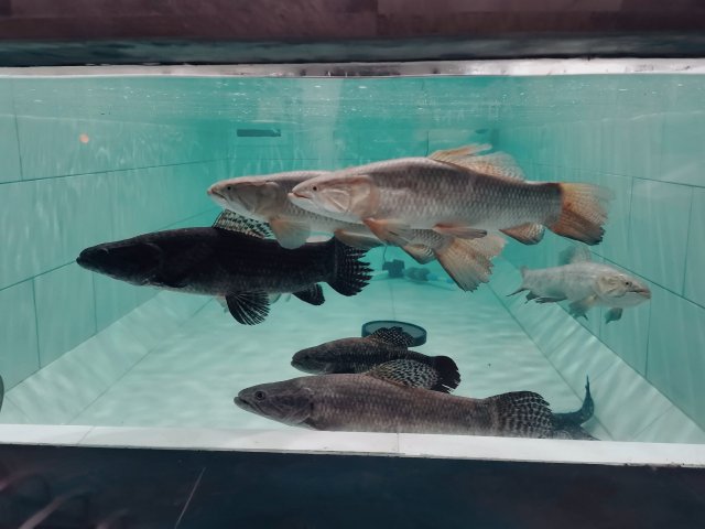 Wolffish Tank.jpeg