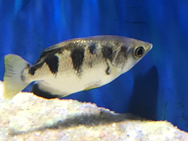 For Sale - Large Archer Fish | MonsterFishKeepers.com