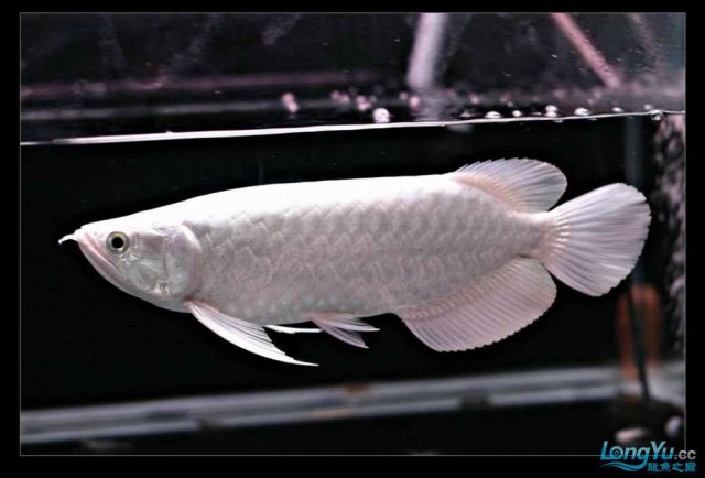 Snow Asian Arowana 6.jpg