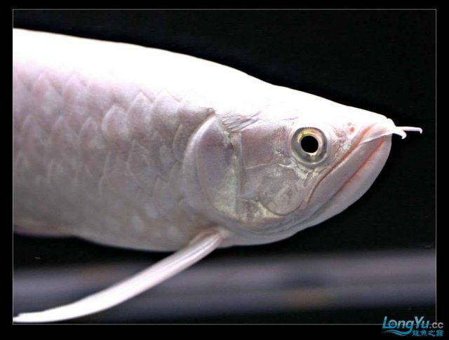 Snow Asian Arowana 7.jpg