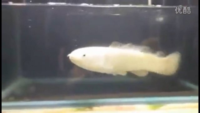 Platinum Bowfin 3.jpg