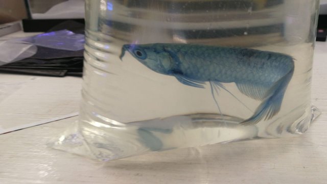 blueberry arowana for sale