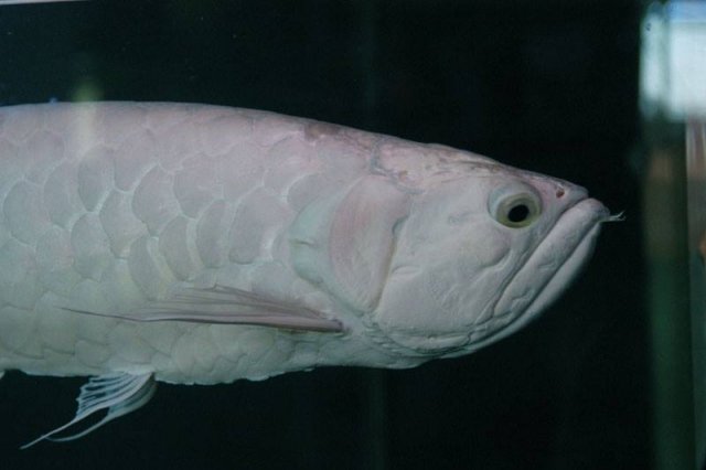 Snow Black Arowana 8.jpg