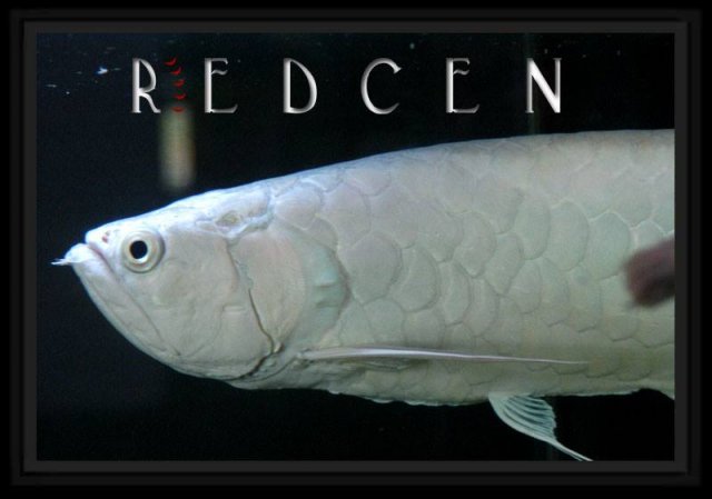 Snow Black Arowana 9.jpg