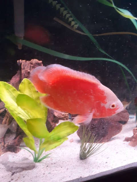 chilli red oscar for sale