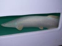 Platinum Arapaima 6.jpg