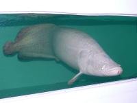 Platinum Arapaima 7.jpg