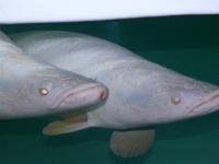 Platinum Arapaima 8.jpg