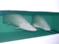 Platinum Arapaima 9.jpg