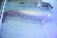 Platinum Arapaima 10.jpg