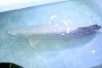 Platinum Arapaima 11.jpg