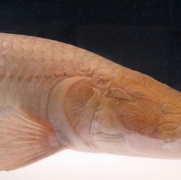 Leucistic Arapaima 5.png