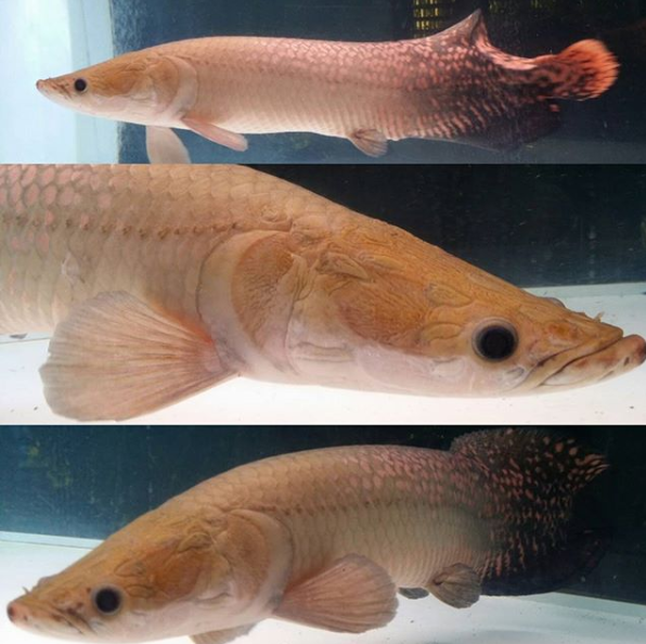 Leucistic Arapaima 4.png