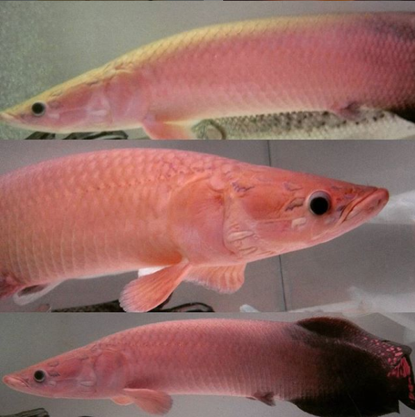 Leucistic Arapaima 3.png