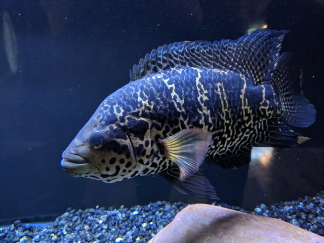 jaguar cichlid for sale near me