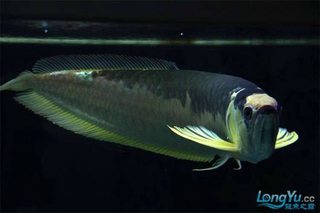 Piebald Silver Arowana 3.jpg