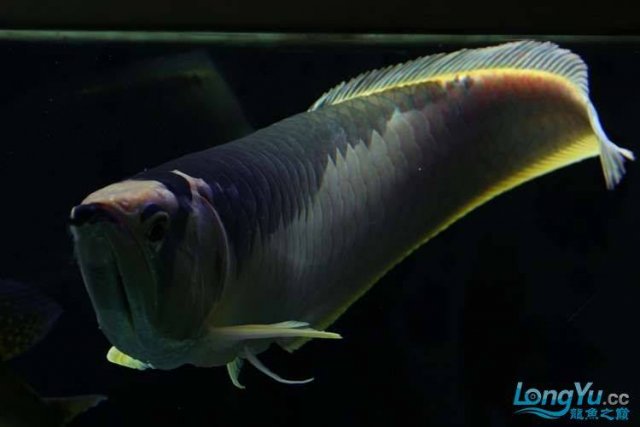 Piebald Silver Arowana 4.jpg