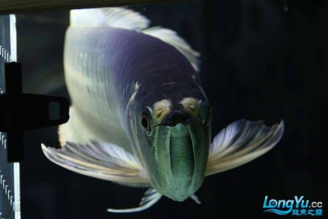 Piebald Silver Arowana 15.jpg