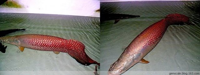 Albino Arapaima 2.jpg