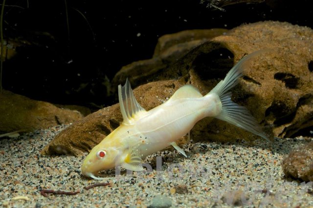 Albino Synodontis Caudalis.jpg