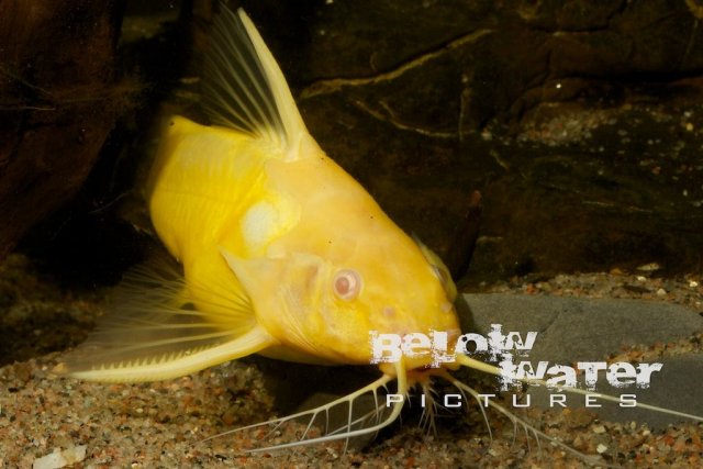 Albino Synodontis Greshoffi.jpg