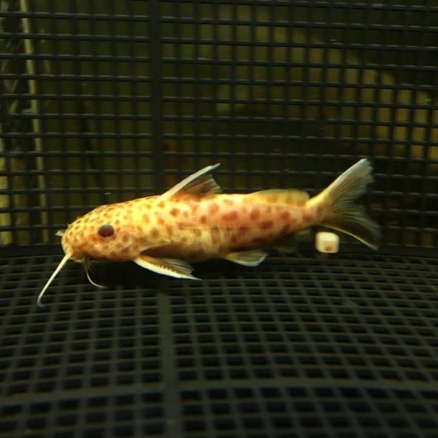 Albino Synodontis Petricola 1.jpg