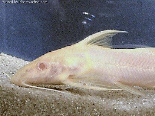 Albino Synodontis Soloni.jpg