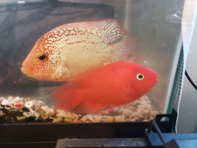 super red texas cichlid for sale