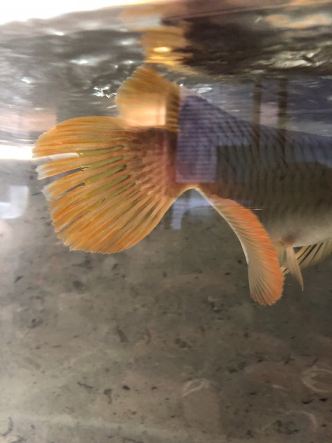 arowana fin