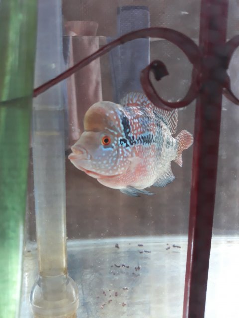 zhen zhou flowerhorn