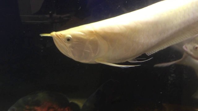 albino silver arowana red eye