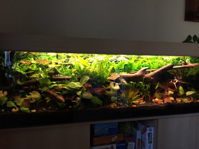 Africana Tank Setup #2.jpg