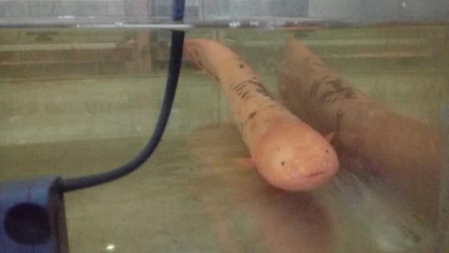 Albino Electric Eel 2.jpg