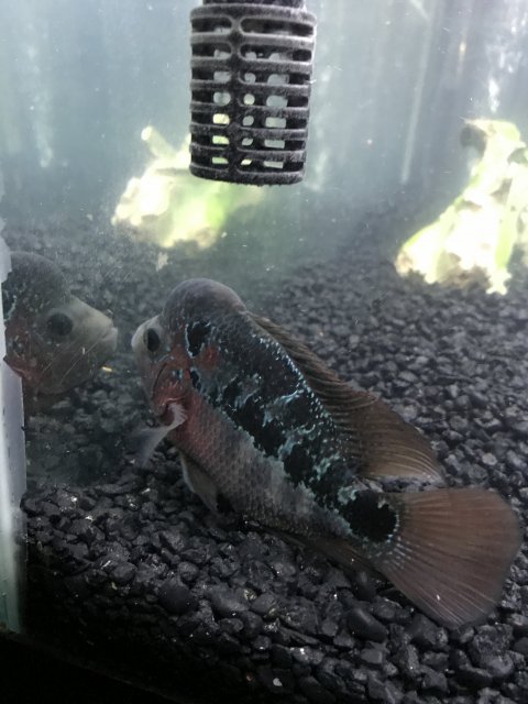 flowerhorn not active