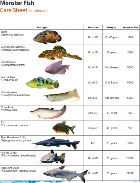 Monster Fish Care Sheet