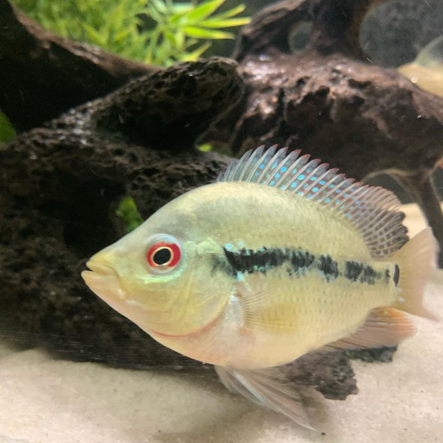 My Amphilophus Lyonsi Journal | MonsterFishKeepers.com