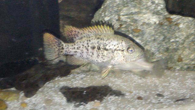 Haitian Cichlid