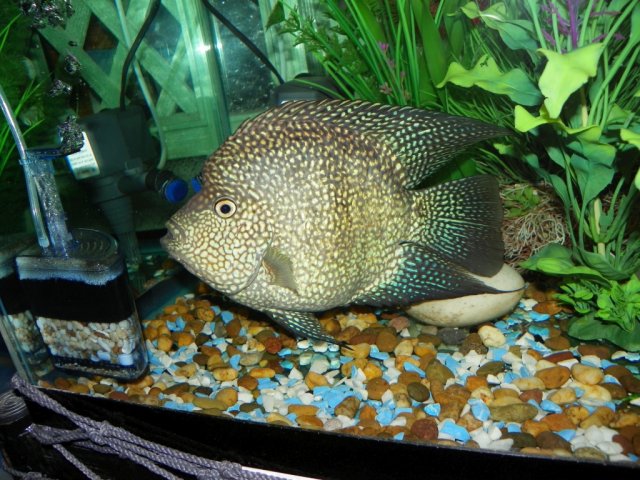 BA Texas Cichlid s.jpg