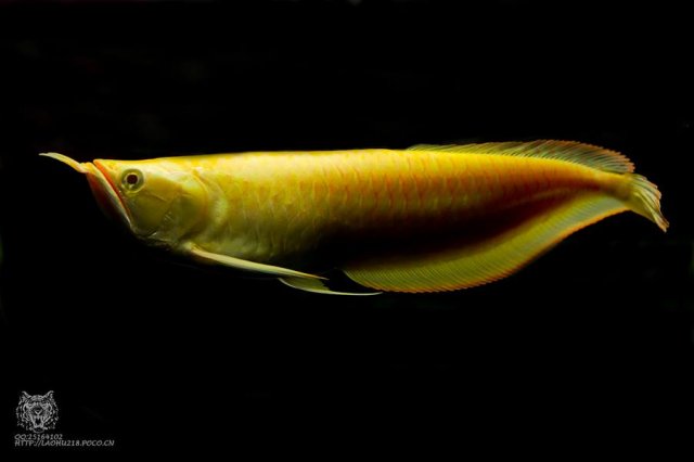 Albino Silver Arowana 22.jpg