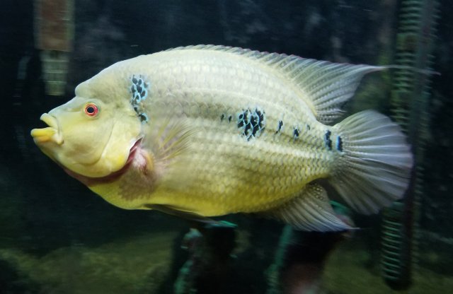 Trimaculatus ..... | MonsterFishKeepers.com