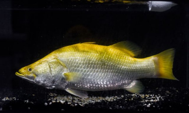 barramundi for sale near me