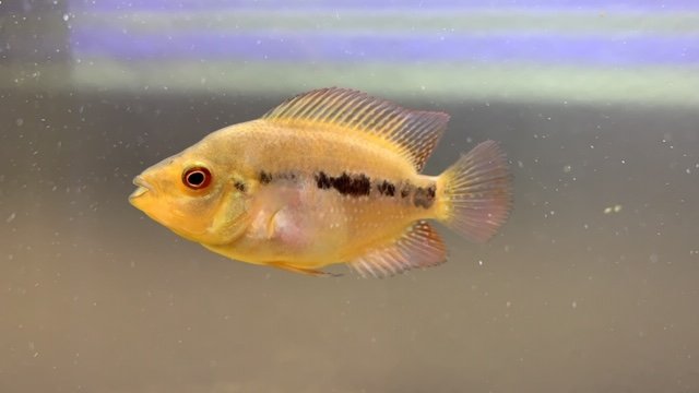 flowerhorn liveaquaria