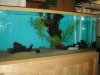 Fish Tanks021.JPG