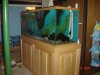 Fish Tanks018.JPG