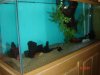 Fish Tanks022.JPG